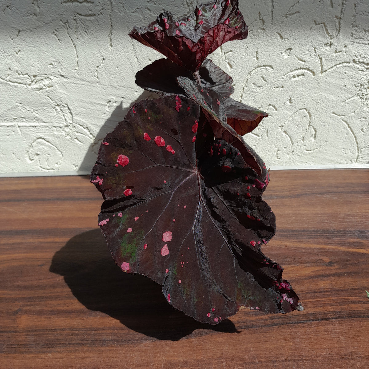 G5 Begonia Dr Karissa – J & S Plant Pickers