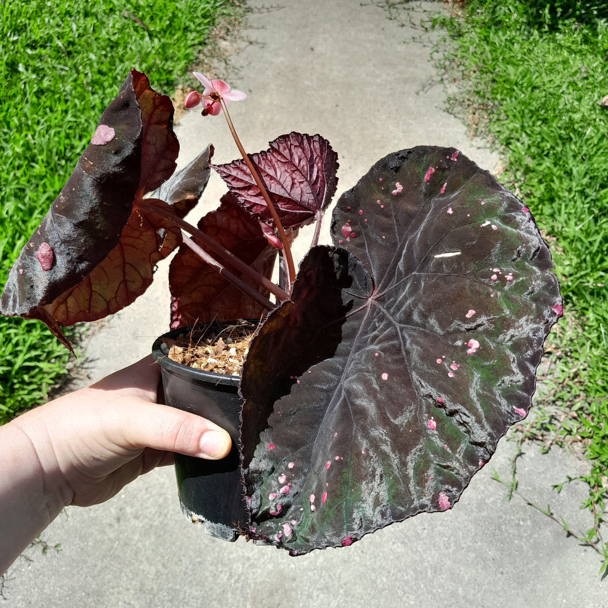 H63 Begonia Dr Karissa – J & S Plant Pickers