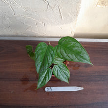 Load image into Gallery viewer, #J13 Philodendron Sodiroi