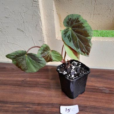 #15c Begonia Burkillii Silver