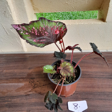 #8 Begonia Dr Karissa and Heracleifolia Hybrid