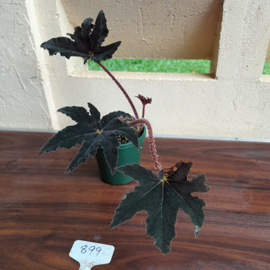 #899 Begonia Heracleifolia Hybrid