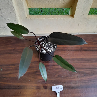 #36c Philodendron Black Knight