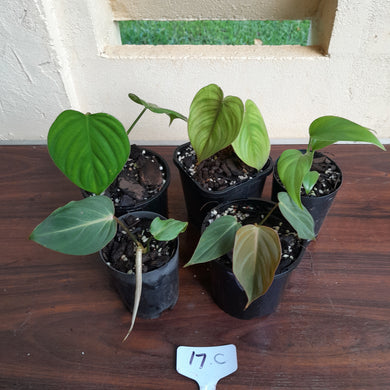 #17c Baby Aroid Pack - 5 x Plants