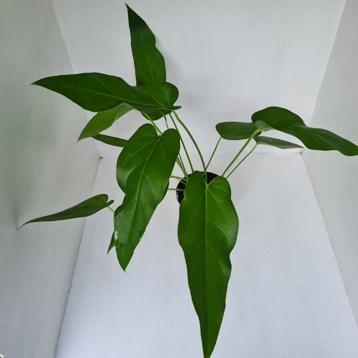 Anthurium 'Trencher' (Birds Nest Anthurium x Watermaliense) J & S