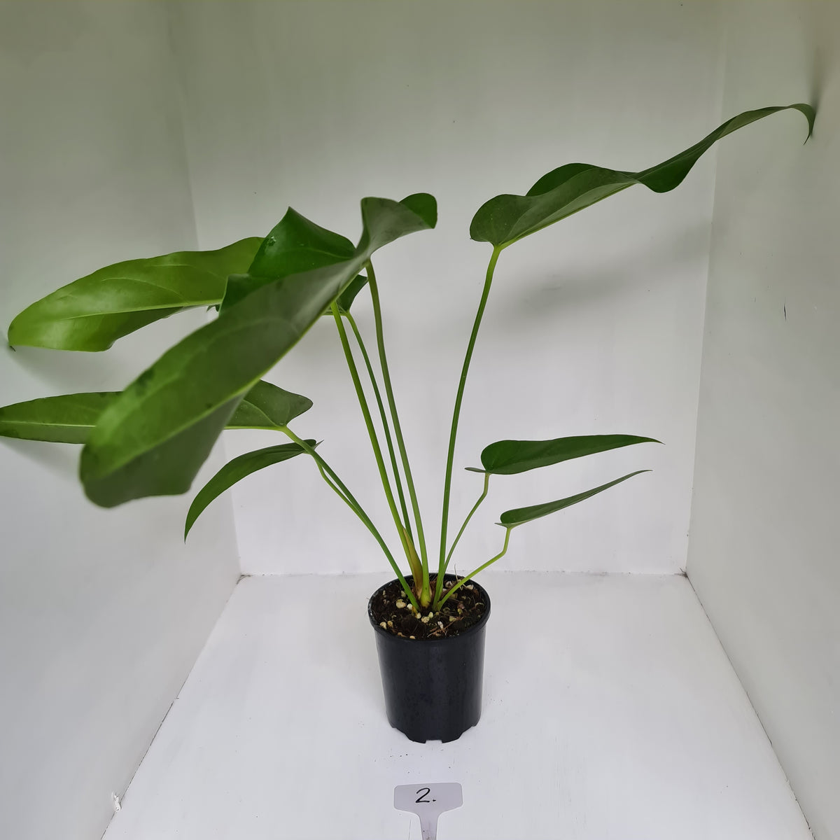 2 Anthurium 'Trencher' (Birds Nest Anthurium x Watermaliense) J & S
