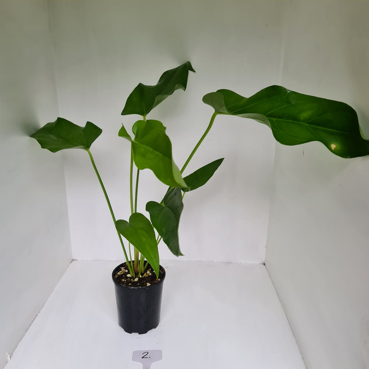 2 Anthurium 'Trencher' (Birds Nest Anthurium x Watermaliense) J & S
