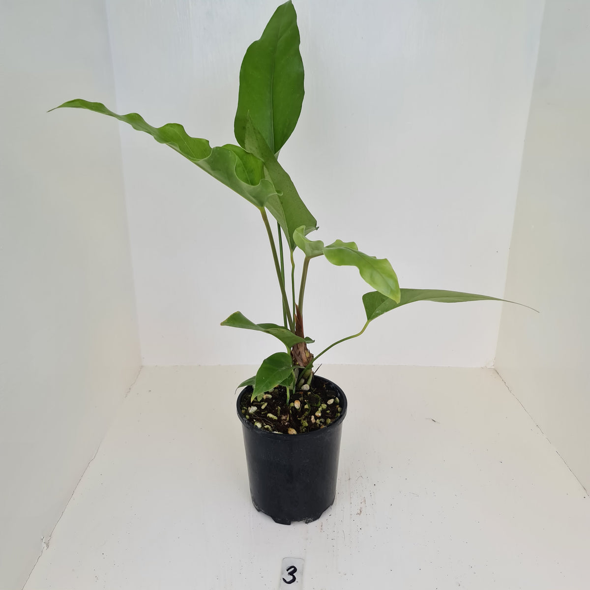 3 Anthurium 'Trencher' (Birds Nest Anthurium x Watermaliense) J