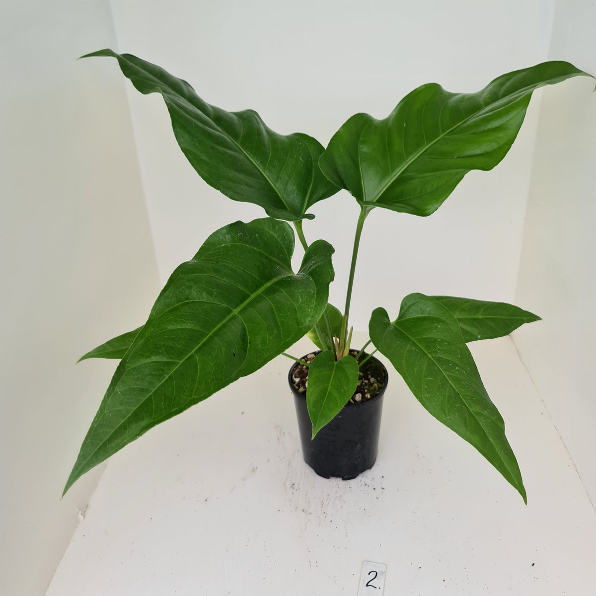 2 Anthurium 'Trencher' (Birds Nest Anthurium x Watermaliense) J