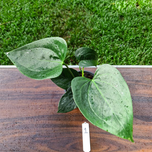 #1 Anthurium Lilacinum (Amnicola?) x Forgetii