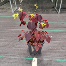 Load image into Gallery viewer, #A Oxalis Hedysaroides - Fire Fern