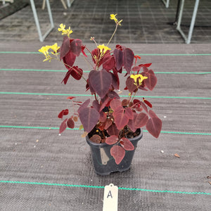 #A Oxalis Hedysaroides - Fire Fern