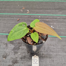 Load image into Gallery viewer, #32 Dark Anthurium Complex hybrid