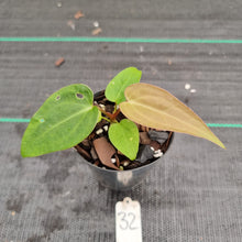 Load image into Gallery viewer, #32 Dark Anthurium Complex hybrid