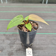 Load image into Gallery viewer, #32 Dark Anthurium Complex hybrid