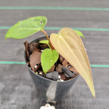 Load image into Gallery viewer, #32 Dark Anthurium Complex hybrid