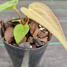 Load image into Gallery viewer, #32 Dark Anthurium Complex hybrid