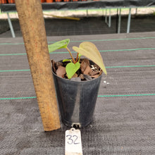 Load image into Gallery viewer, #32 Dark Anthurium Complex hybrid