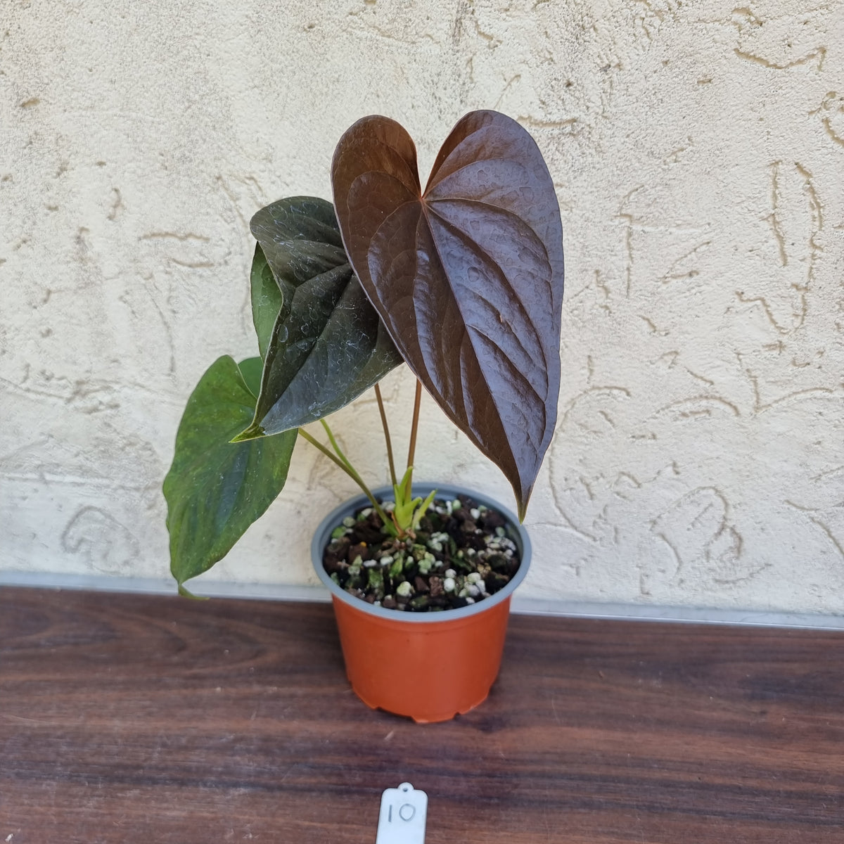 10 Anthurium Moodeanum – J & S Plant Pickers