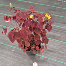 Load image into Gallery viewer, #32 Oxalis Hedysaroides - Fire Fern