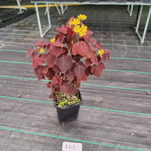 Load image into Gallery viewer, #101 Oxalis Hedysaroides - Fire Fern