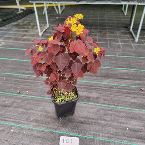 #101 Oxalis Hedysaroides - Fire Fern