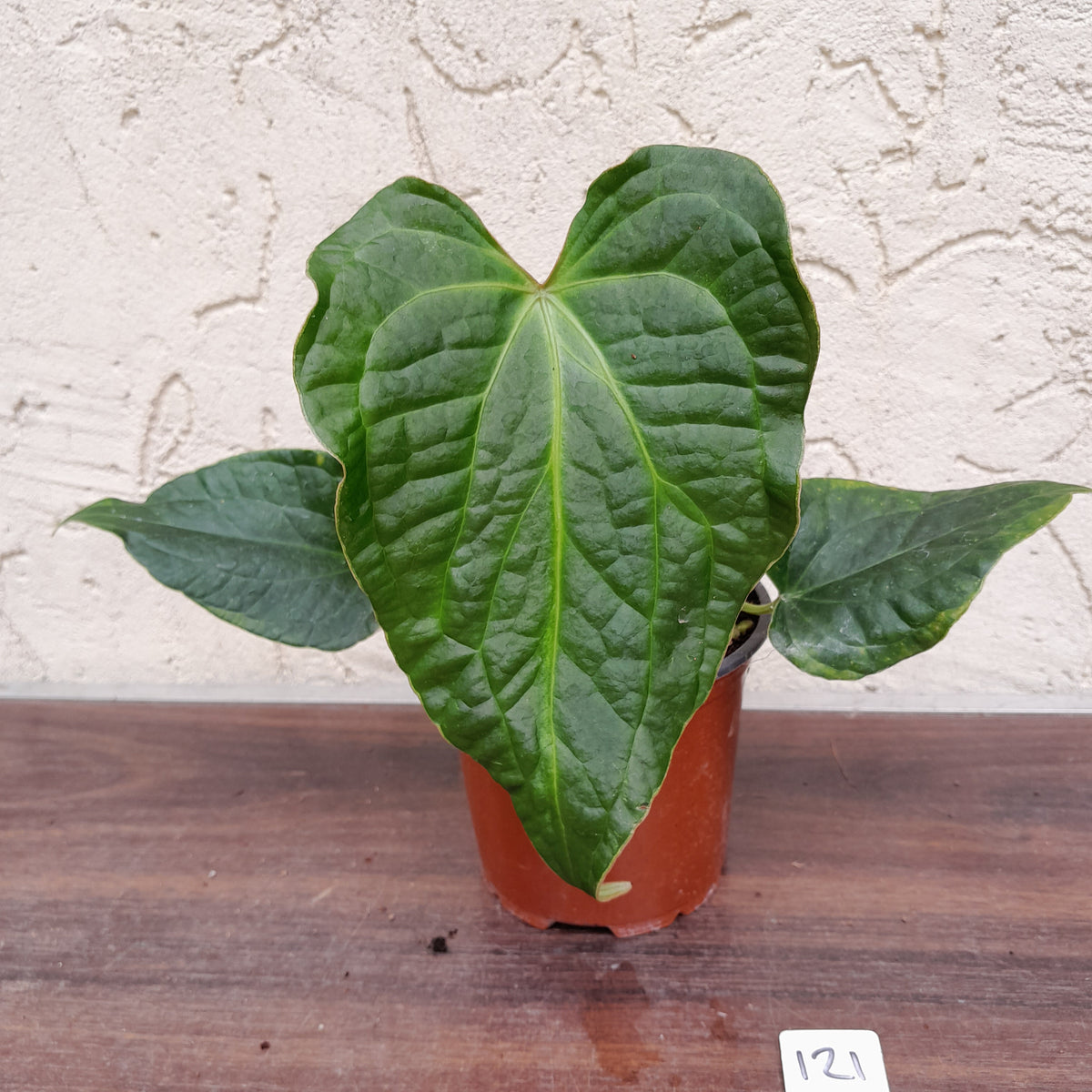 Leverans Sallsynt Vaxt Anthurium Crystallinum Luxurians main image 0