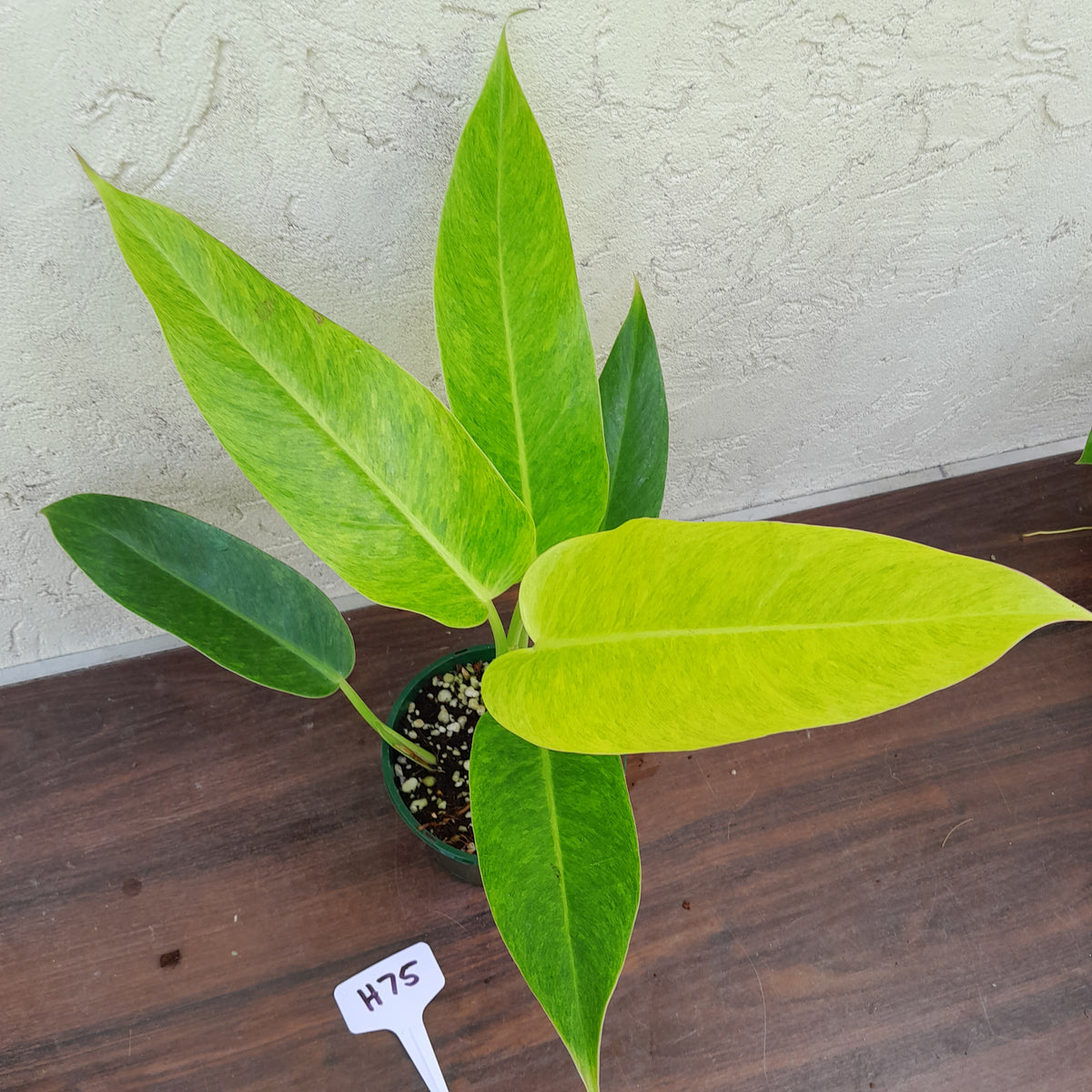 H75 Philodendron Lemon Twist J & S Plant Pickers