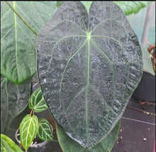 Load image into Gallery viewer, #32 Dark Anthurium Complex hybrid