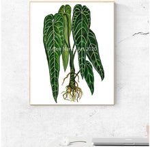 Load image into Gallery viewer, Anthurium Warocqueanum - A3 Print