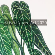 Load image into Gallery viewer, Anthurium Warocqueanum - A3 Print