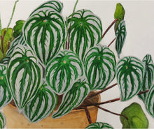 Load image into Gallery viewer, Watermelon Peperomia - A3 Print