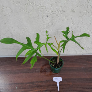#R91 Philodendron Glad Hands