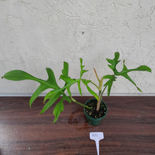 Load image into Gallery viewer, #R91 Philodendron Glad Hands