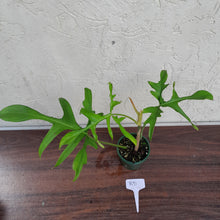 Load image into Gallery viewer, #R91 Philodendron Glad Hands