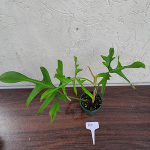 #R91 Philodendron Glad Hands