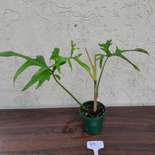 Load image into Gallery viewer, #R91 Philodendron Glad Hands
