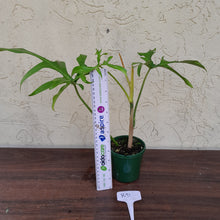 Load image into Gallery viewer, #R91 Philodendron Glad Hands