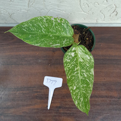 #D77 Philodendron Jose Buono