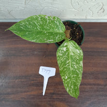 Load image into Gallery viewer, #D77 Philodendron Jose Buono