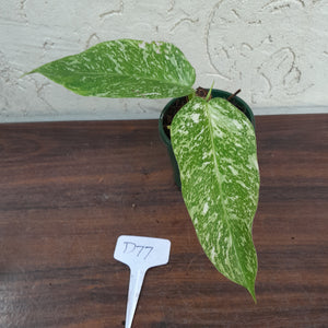 #D77 Philodendron Jose Buono