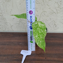Load image into Gallery viewer, #D77 Philodendron Jose Buono