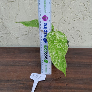 #D77 Philodendron Jose Buono