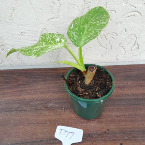 #D77 Philodendron Jose Buono