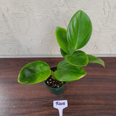 #R400 Philodendron Palaciosii