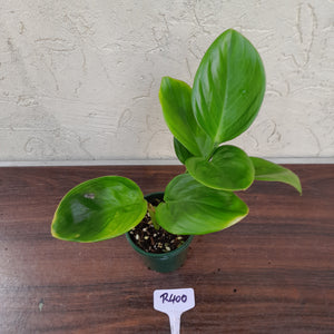 #R400 Philodendron Palaciosii