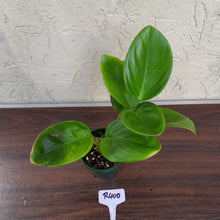 Load image into Gallery viewer, #R400 Philodendron Palaciosii
