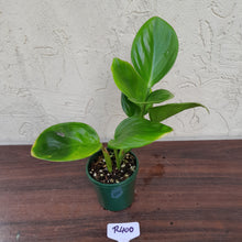Load image into Gallery viewer, #R400 Philodendron Palaciosii