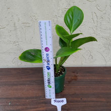 Load image into Gallery viewer, #R400 Philodendron Palaciosii