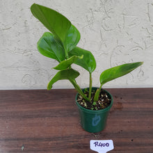 Load image into Gallery viewer, #R400 Philodendron Palaciosii
